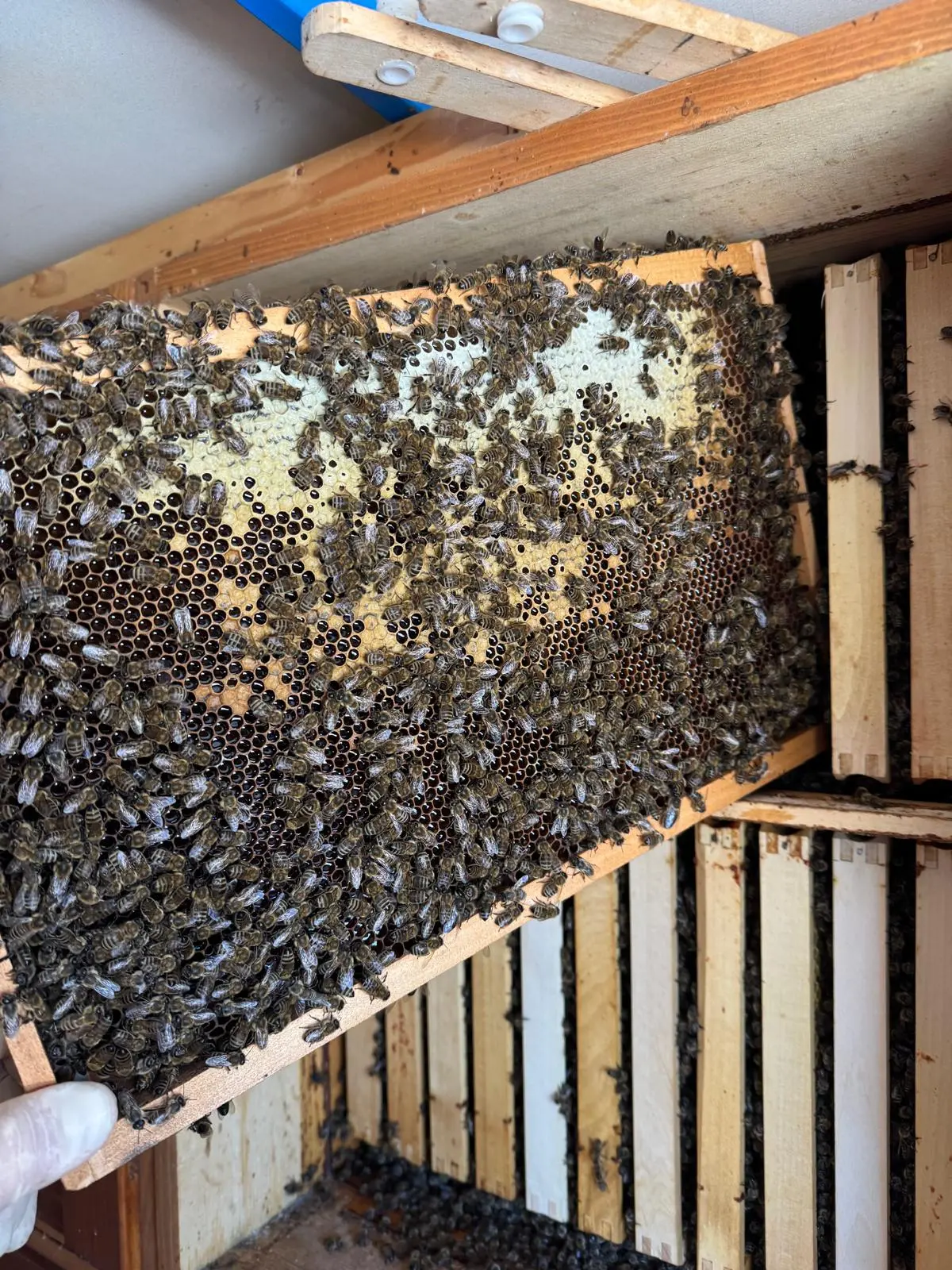 Utrinki iz čebelnjaka 47